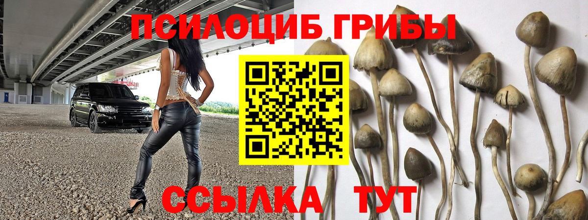 Псилоцибиновые грибы Psilocybine cubensis Нововоронеж